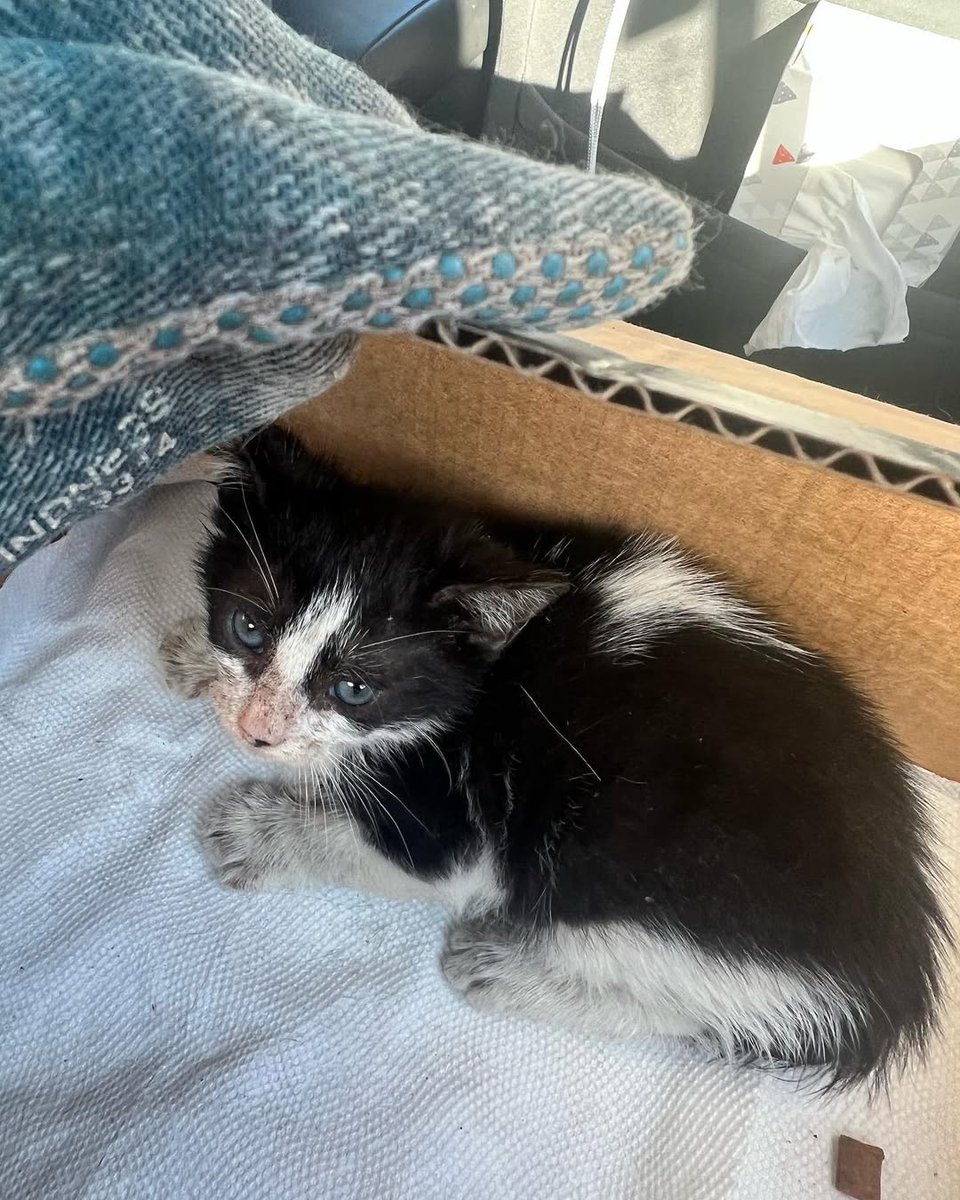 d6yba5107unp5's tweet image. ⚠️ Incoming!

#adoptdontshop #cute #cutekitten #cutenessoverload #kittens_of_world #givemeallthekittens #savealife #kitten  #kittens #kittenrescue #rescuekitten #catlover #cats_of_world #cats #catlove #catlover #kitten #kittens #kittenrescue #rescuekitten #catlover #cats_of_world