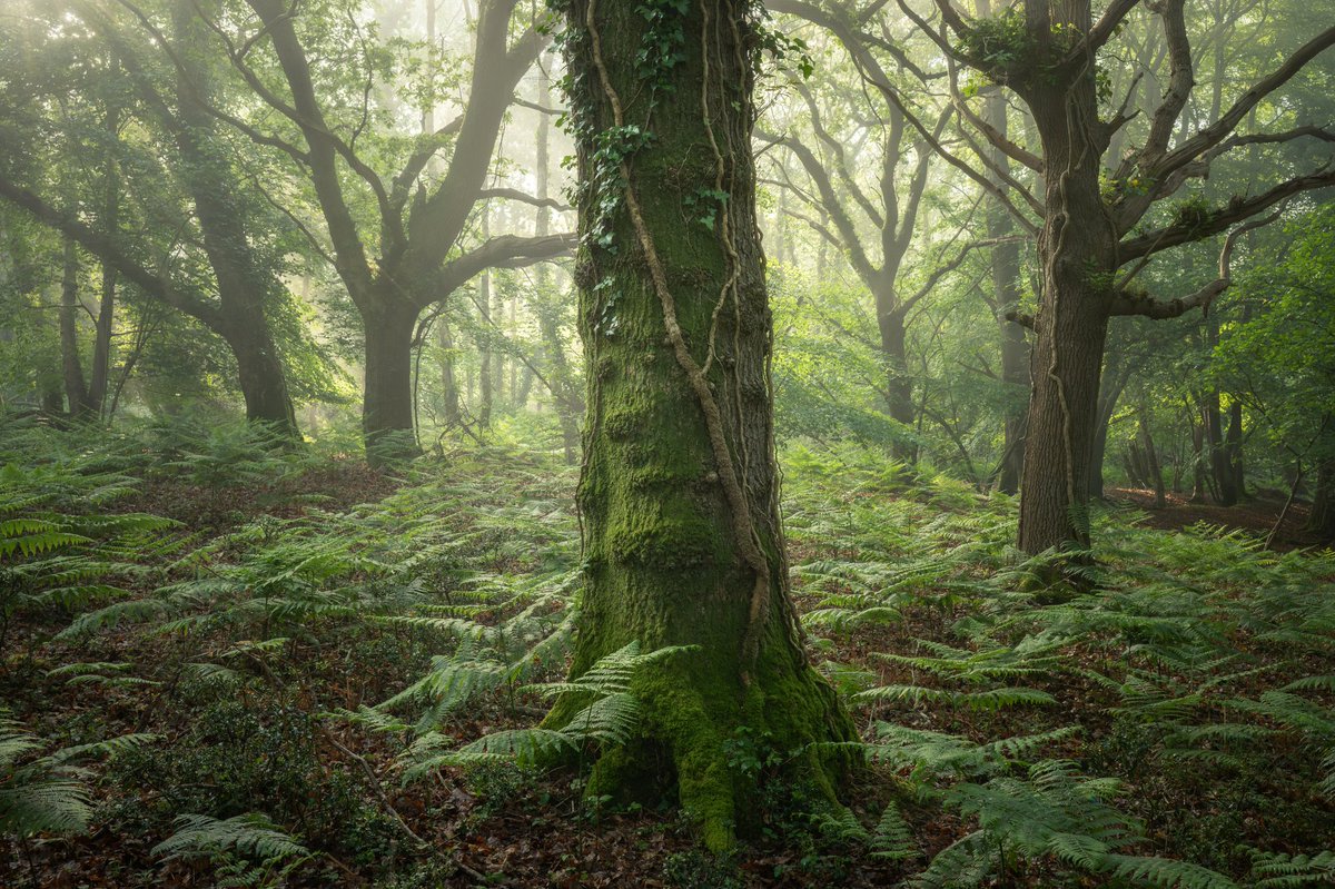 MattDixonPhoto's tweet photo. Another grim and grey day here on the south coast, so thought I would share something a little brighter. Taken in the New Forest in May 🌱 https://t.co/JiJKSH5ntz