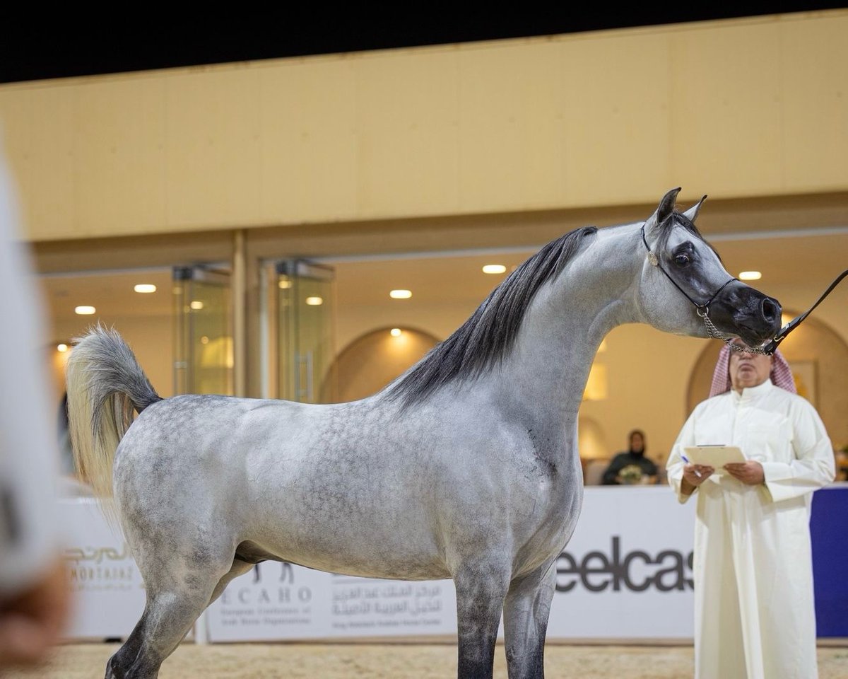 AlSayed Stud | مربط السيد tweet media