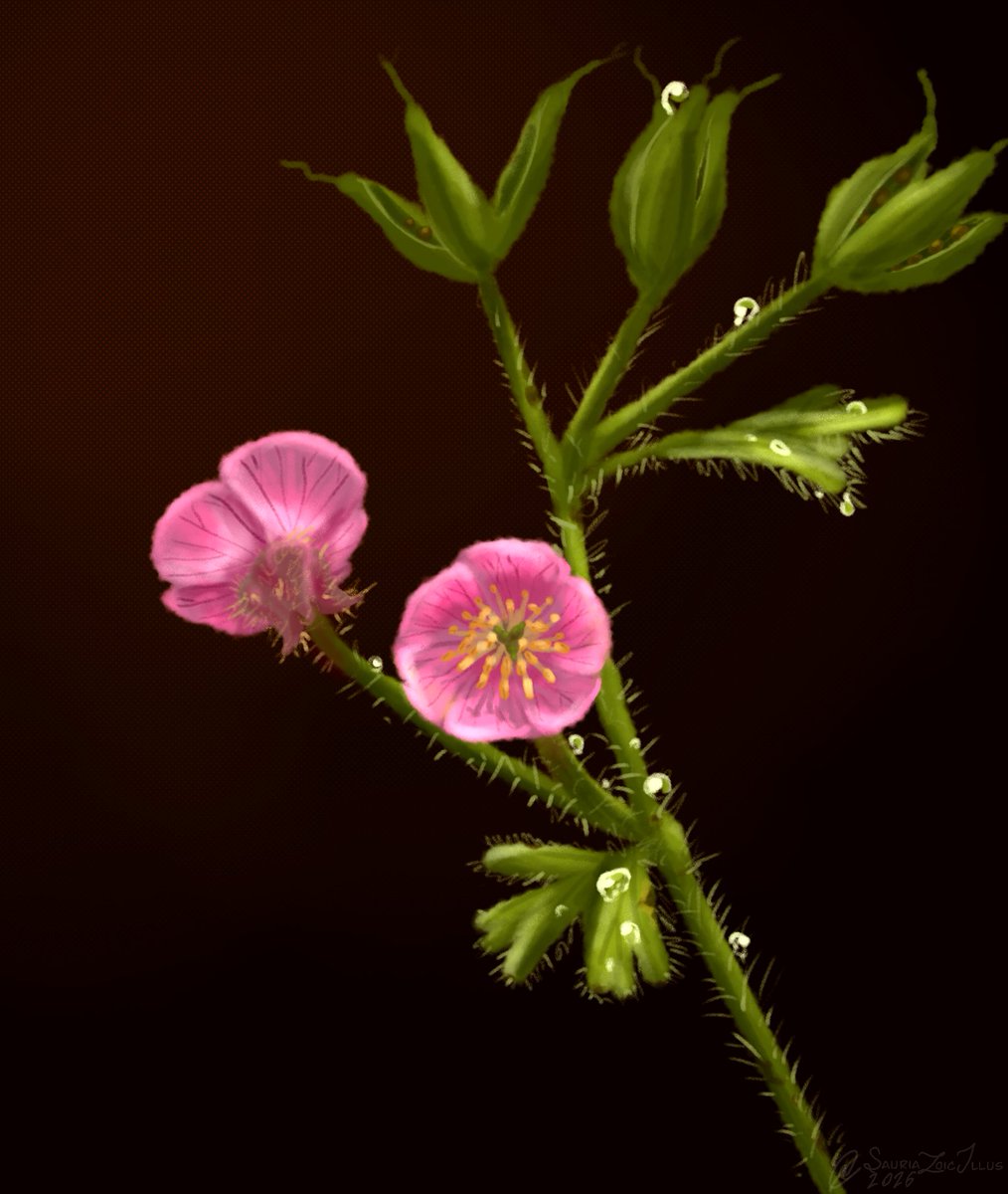 Petite Paleoartist | Sauriazoicillus 🍥 tweet media