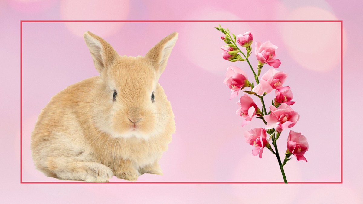 Appreciation letter for <a href="/TheBunnyBrigade/">Eris of the Eclipse (Iriam Pre-Debut)</a> 

“Thank you for always being there for me, thru thick and thin. I couldnt ask for a better husbun 💜” 
from BunWitchDandi

They have also sent you a cute bunny and a snapdragon.  

May these lovely words reach you!