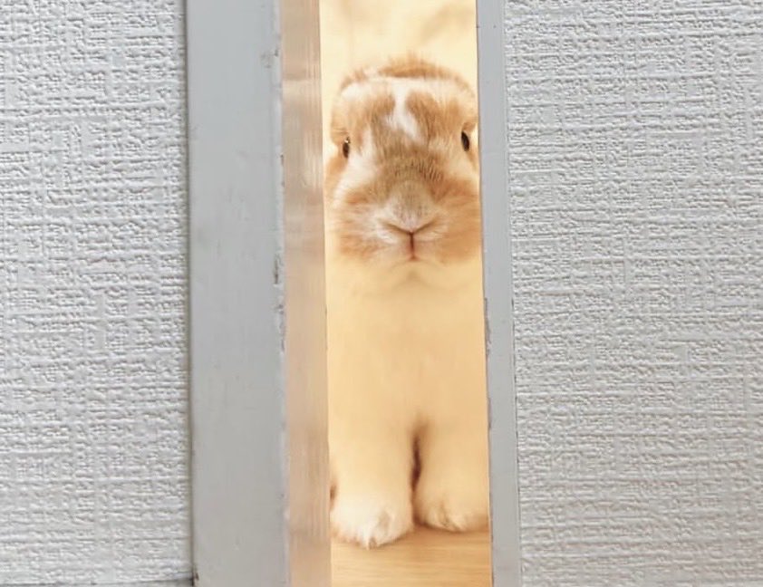 Bunnies (@bunnies) on Twitter photo 