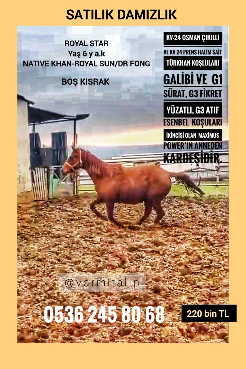 varmidirtalip's tweet photo. #NATIVEKHAN KIZI 6 YŞ. BOŞ #DAMIZLIK ROYAL STAR 220 BİN TL. DETAYLAR LİNKTE  ↘️https://t.co/qpVknxUgZz  @MetinMfg @Engineer_1602  Kv-24 Osman Çıkıllı ve Kv-24 Prens Halim Sait Türkhan Koşluları galibi ve  G1 Sürat, G3 Fikret Yüzatlı, G3 Atıf Esenbel  Koşuları ikincisi Maximus Power’ın anneden kardeşidir. Kanı alındı Kırklareli de özel çiftlikte