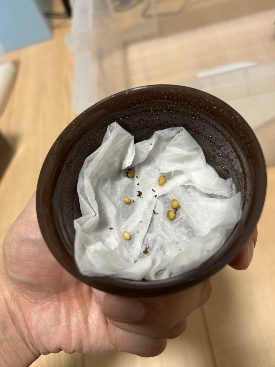 なかさん<a href="/sspAllotopus/">なか</a> マットの6回目の採卵！
先週やる予定が忙しかったのでメスだけ抜いて放置_(:3」z)_
今日やりました。

結果6卵✨✨
まだまだ産んでます！
メスは1週間ゼリー与えたのですぐに7回目のセットへ🤗
荒目だったマットも粒子が細かくなってきた気がする🤔

1メス合計38卵(6別)
