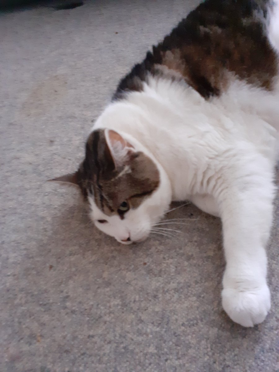 look at this girl Vicky aint she soo cute just relaxing there...we love her soo much 😍🥰😘😻🩷  #CatsOfTwitter  #CatsOfX  #catlover  #CatLovers