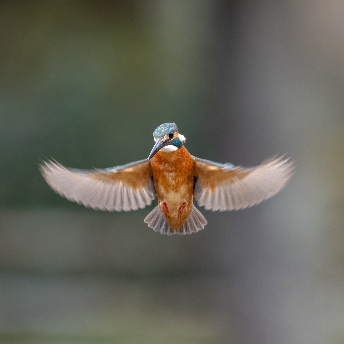 ホバリング見せてくれました。#カワセミ #野鳥