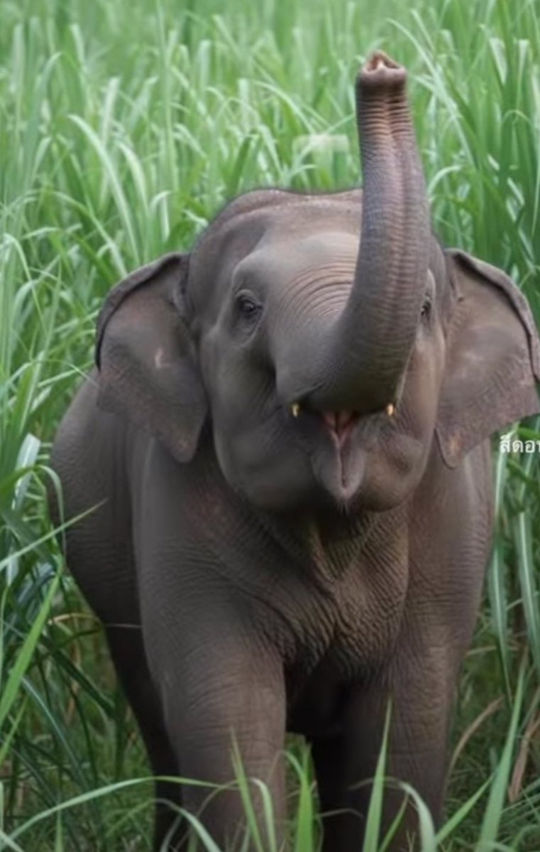 🌳ป่าถูกแบ่งทางเดินถูกตัด
อาหารลดลง น้ำหายไป
พวกเขาไม่ได้อยากออกมา
หาคนแต่ไม่มีที่ให้กลับ
เราเรียกเขาว่า“สัตว์ป่า”
แต่จริงๆแล้วเราคือคนที่
เข้าไปอยู่ในบ้านของเขา
ถ้าเราอยากเห็นช้างป่า
ไม่ใช่แค่ในภาพถ่าย📷
เราต้องเหลือผืนป่าให้เขาอยู่

#รักหูพับ🥰
#คนรักช้างป่า🐘🦣🌳
GolfyTT ☕️