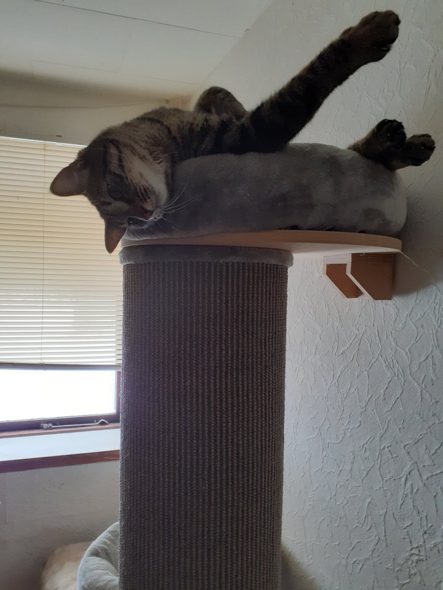 look at this boy Findus being goofy in his bed aint he a sweety...we love him soo much  🩷😻😘🥰😍 #CatsOfTwitter  #CatsOfX  #catlover  #CatLovers