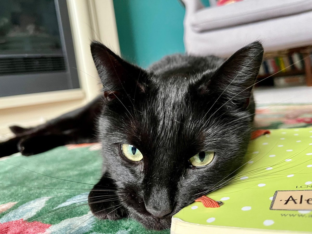 NastasyaParker's tweet photo. Obie reckons if he had thumbs, he'd be a writer too, plus increase the all-around mischief capacity exponentially. #CatsOfTwitter #cats #WritingCommunity #writerslife https://t.co/zQxeNEZ64L