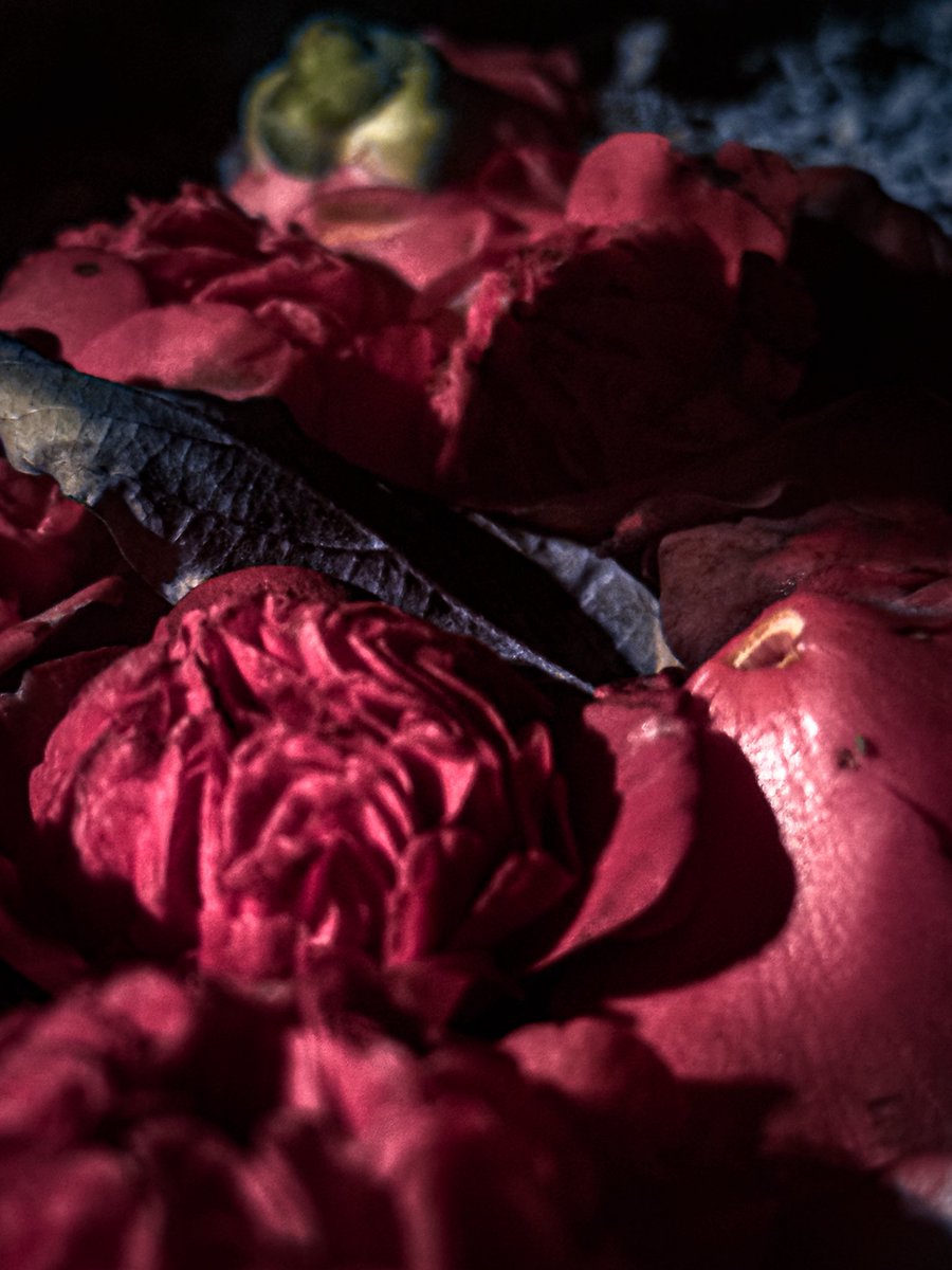 落紅闇艶
iPhone pic