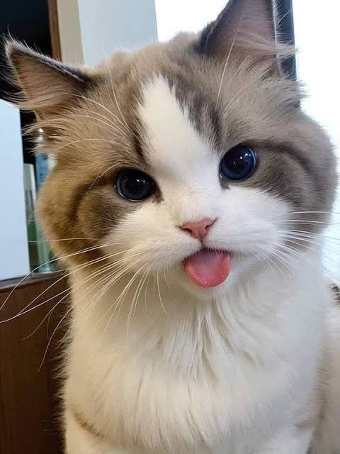 kitten blepppp 😛😛😛

PHUWIN STUNNING RISERCON
#RISERCONCERTD3
#phuwintang