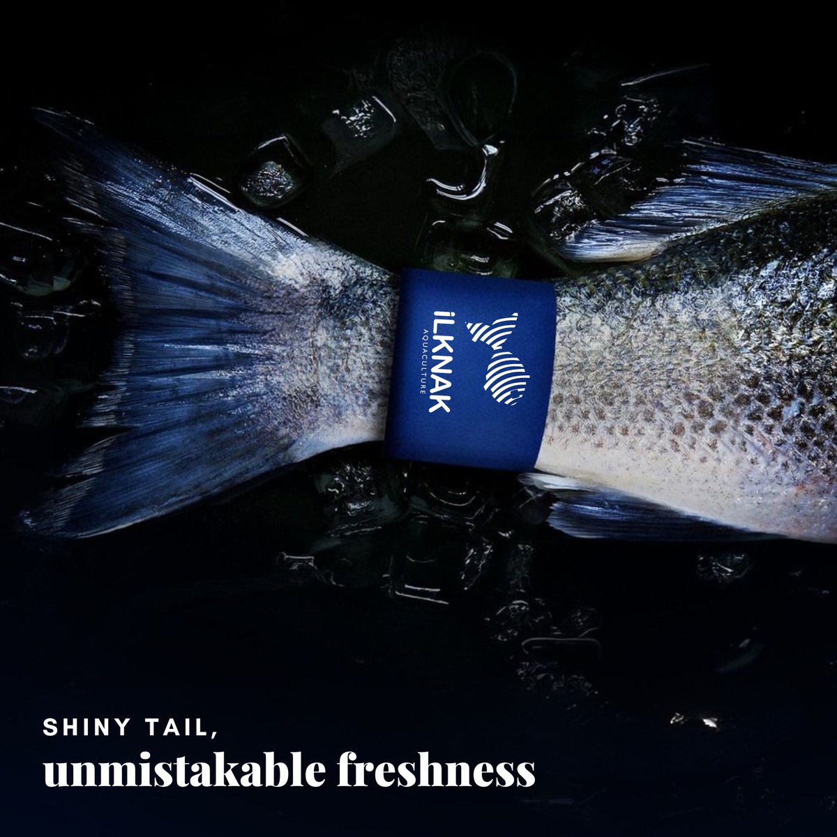ilknakac's tweet photo. The clearest sign of freshness at first glance.🐟🐟

Tazeliğin ilk bakışta görülen ennet işareti.🐟🐟 https://t.co/FQsVitBtlN