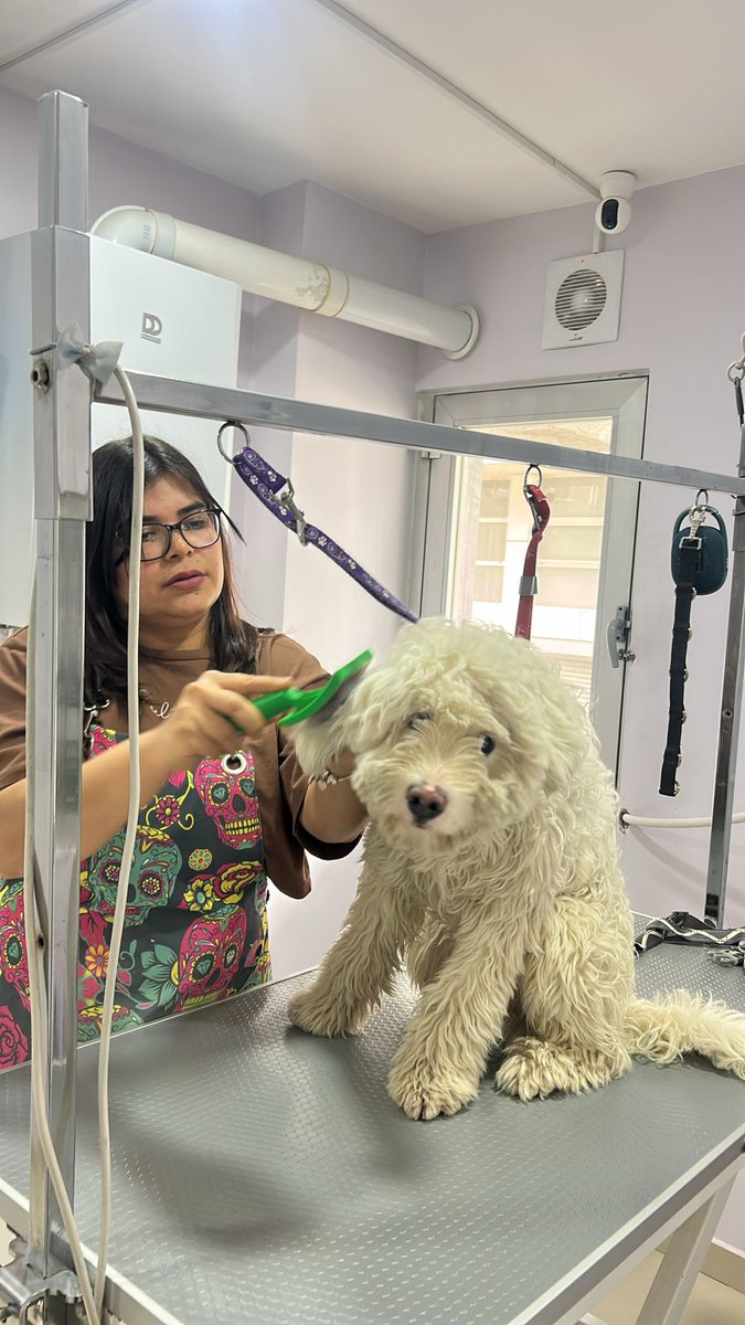 cattingwoman's tweet image. 6 aylık erkej köpek
daha bebek dişleri duruyormuş
şiddet görmüş
acil yuva aranıyor 
istanbulda