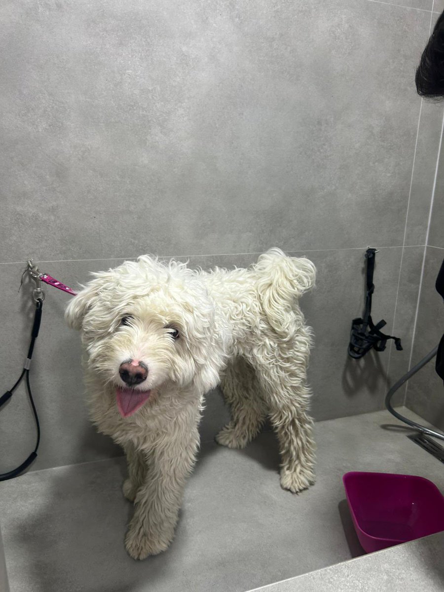 cattingwoman's tweet image. 6 aylık erkej köpek
daha bebek dişleri duruyormuş
şiddet görmüş
acil yuva aranıyor 
istanbulda