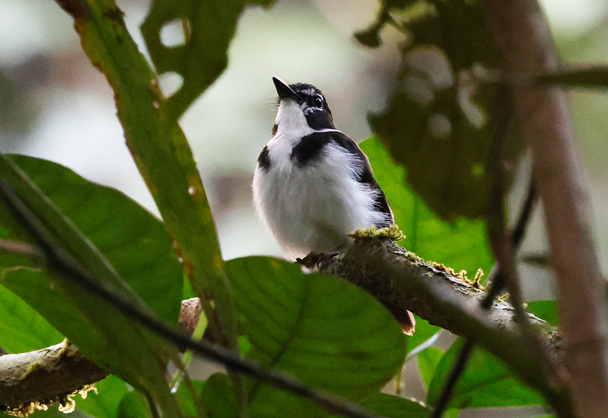 CalidrisBirdingTours tweet media