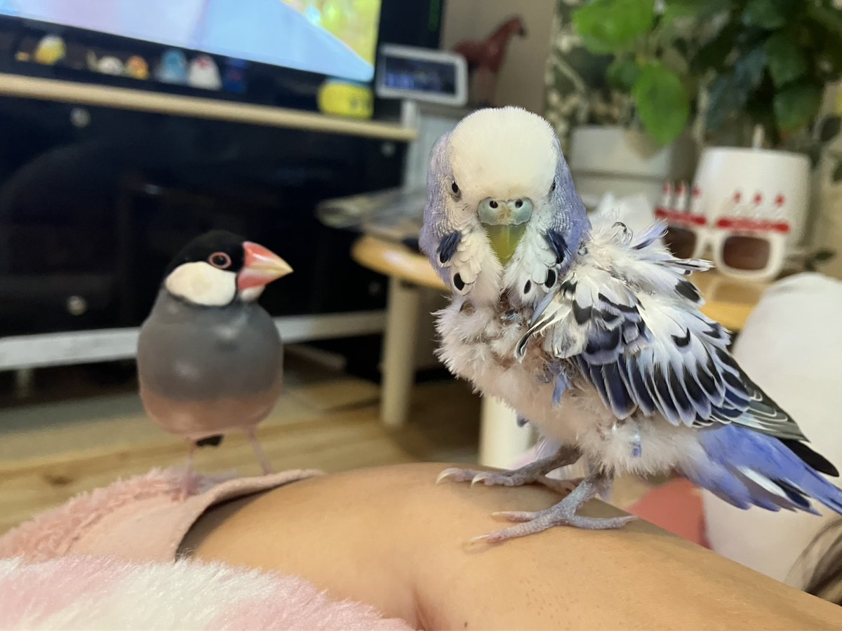 ぽぽたん🍏⛰️7/26🦅11/2.12/19🧡7/4 tweet media
