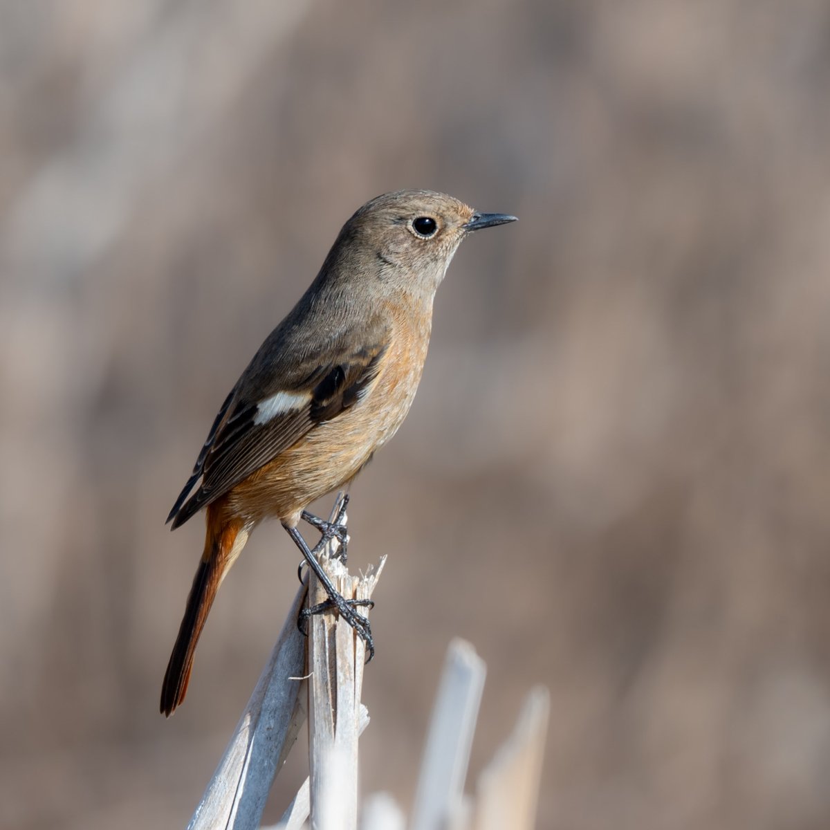 暖かさでシュッとしたジョビ子さん。#ジョウビタキ #野鳥
