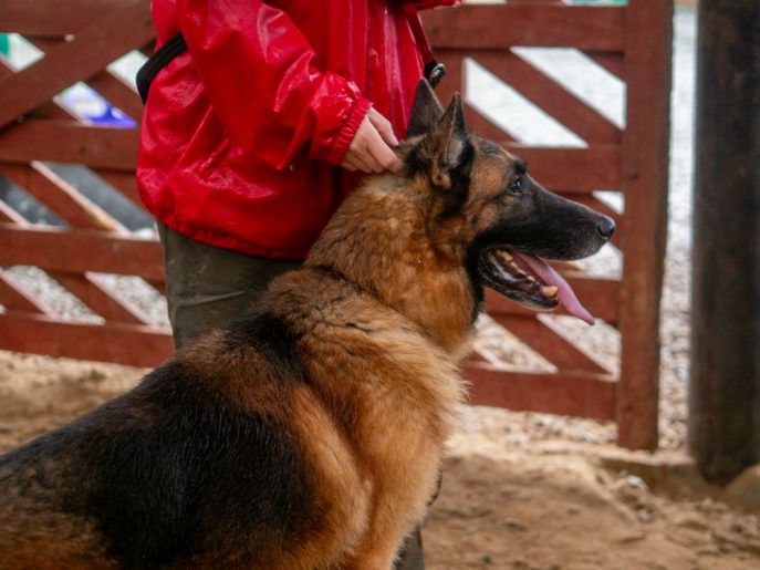 Fred is 8yrs old and he came to us when his owner fell ill. Fred is a loyal boy who loves a fuss, he can live with older kids but he does have muscle wastage due to lack of exercise 
#dogs #germanshepherd #Cornwall 
gsrelite.co.uk/fred-4/