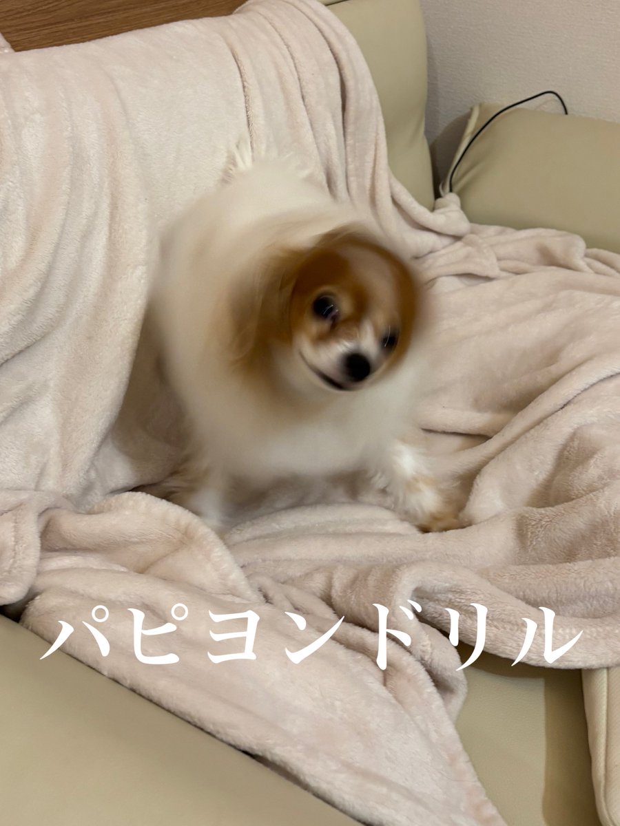 しふぉん tweet media