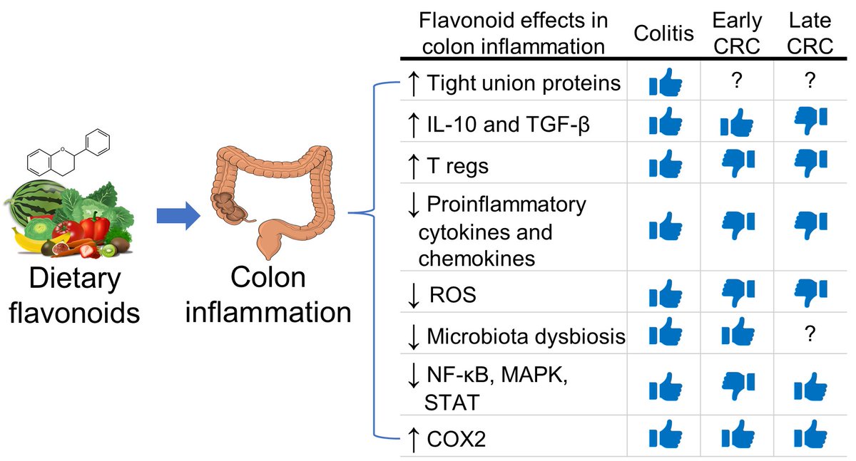 Immunomodulatory Effects of Flavonoids in Colitis-Associated Colorectal Cancer

▶️ During active colitis &amp; early inflammation-driven tumorigenesis, flavonoids may reduce mucosal damage and chronic inflammation, thereby lowering the risk of CAC development.

📢 However, once