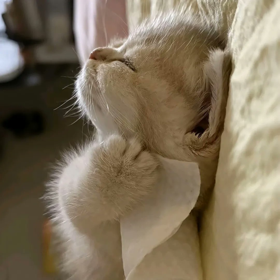 smol silly cat (@catsillyness) on Twitter photo 