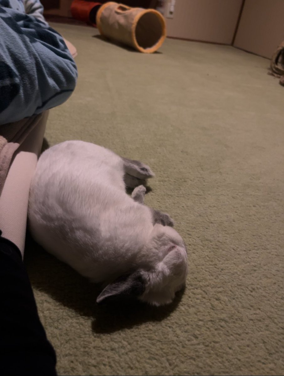 寝るよ〜って言ったら
奥のトンネルから
すんごい勢いで来てコロンとなったw