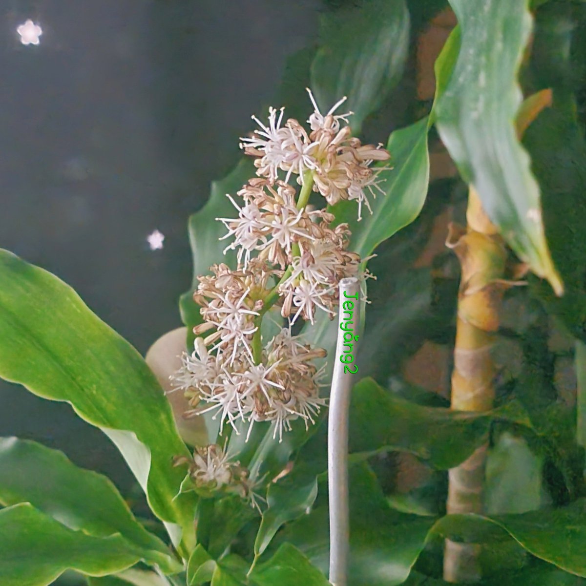 집에서 키우는 행운목에 오랜만에 꽃이 피었습니다.
행운목 꽃말이 <행운·좋은 소식>이라고 하네요.
우리의 최애 찻찬🐺❣️🐶에게도
그리고 찻찬의 행복을 바라는 여러분들에게도 행운이 가득하길🙏