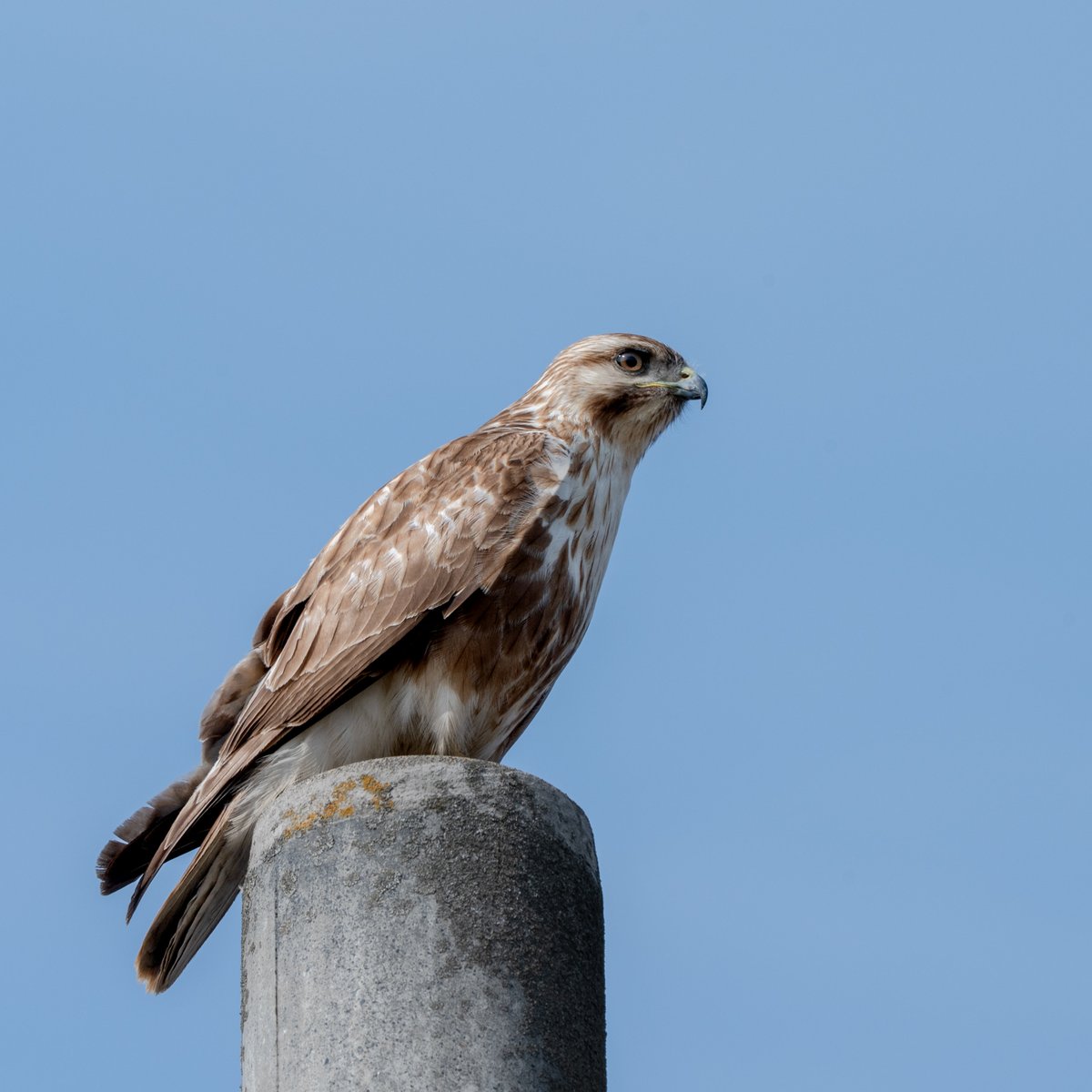 ノスリさんに会えました。目がきらりん。#ノスリ #野鳥