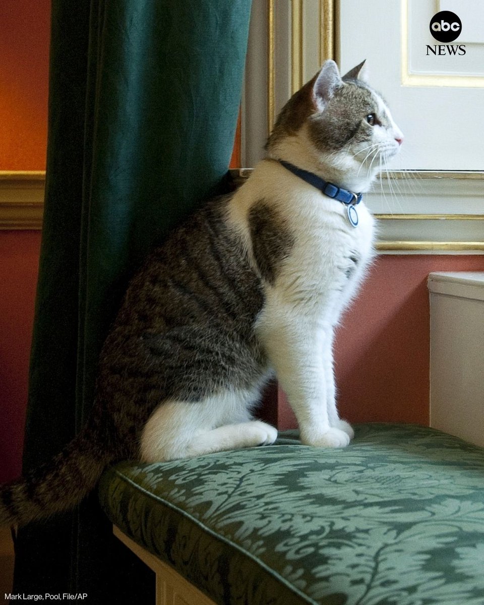 ABC News tweet media