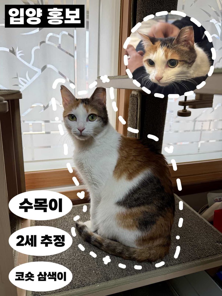 🌿수목이🌿 가족을 찾습니다!

🌿 이름 : 수목이
🌿 나이 : 2살 추정
🌿 코숏 삼색이, 중성화 완료
🌿 사람 너무 좋아 수다냥이, 개냥이
지인이 도박으로 인해 집과 고양이들을 알아서 하라는 메모만 남기고 잠수를 탔습니다🥹 가족들은 집을 처분하면서 고양이들은 방생해버린다고 하네요 입양처