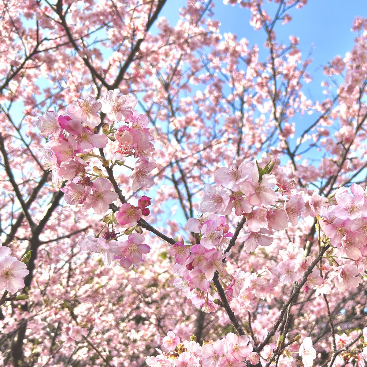 bocchi_the_uma's tweet photo. 桜が咲いてたー https://t.co/uCa8hTnmm6