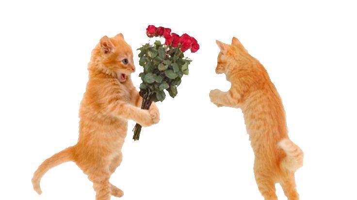 ayer mi novio me dijo toma amor feliz san valentin y me entrego un paquete enorme de queso rallado que hermoso que la gente que amas te conozca tan bien