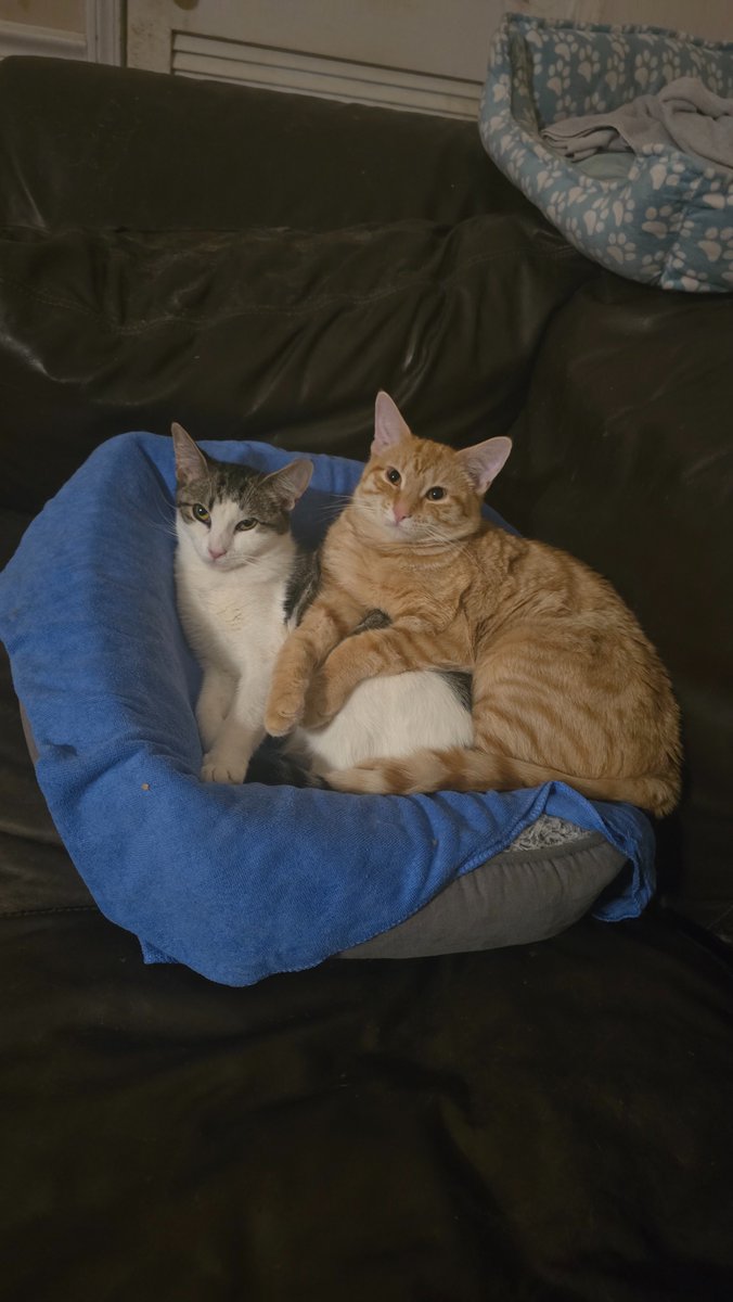 TheWestLinnEagle tweet media