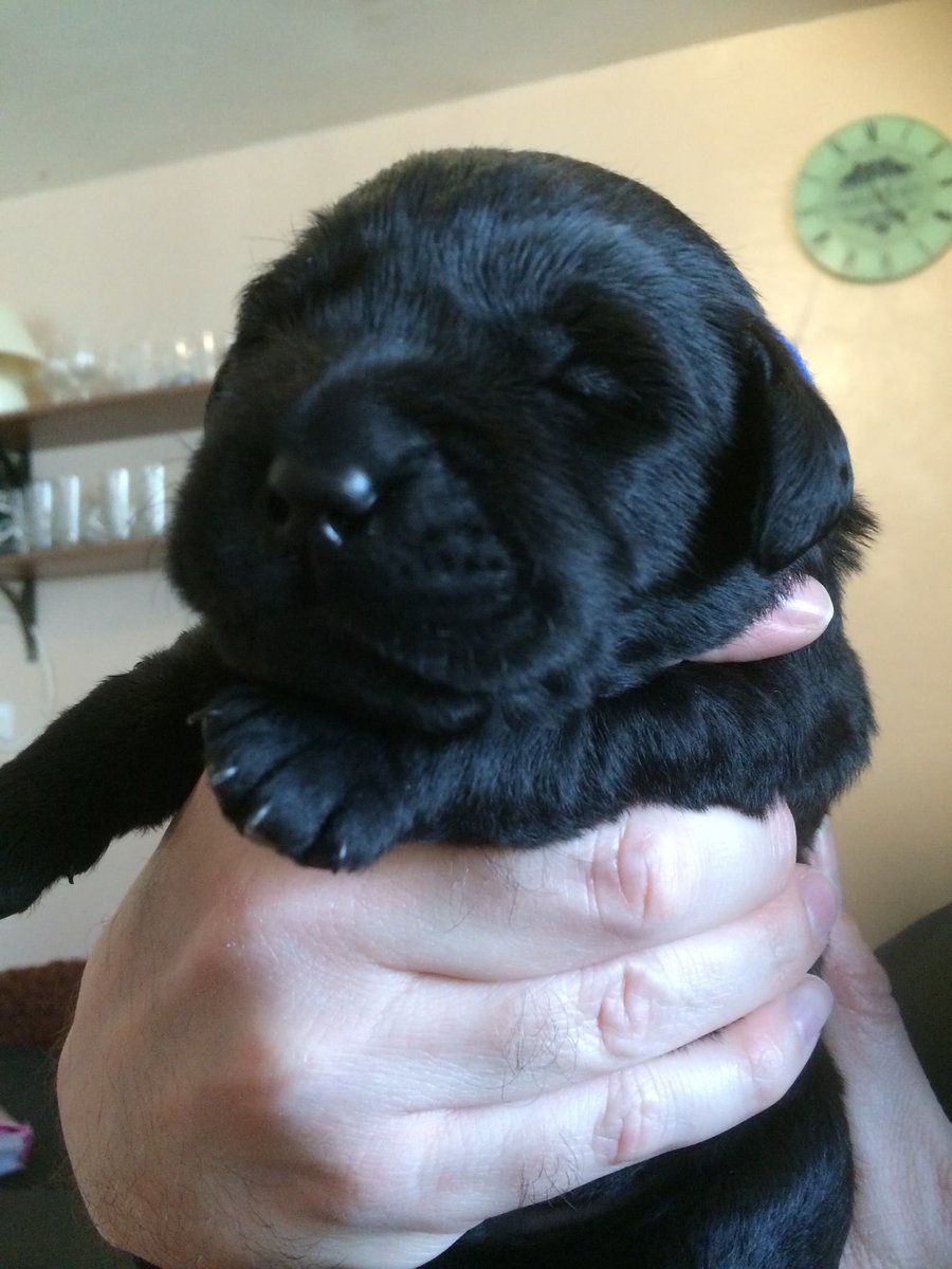 John Donoghue tweet media