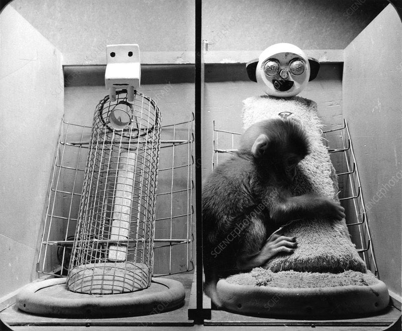 punch makes me cry because he reminds me of harry harlow’s attachment experiments on infant monkeys. i want my soft mom, even if she doesn’t have milk. i want my soft mom, even if she cannot hug me back
