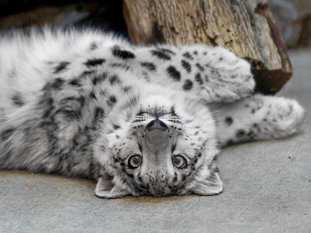 it’s a sunday and i’m at work, i should be home napping and rolling on the floor instead