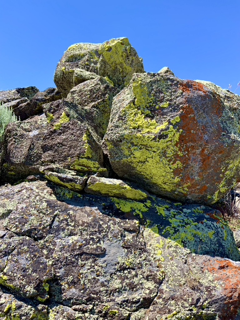 Lichen these rocks