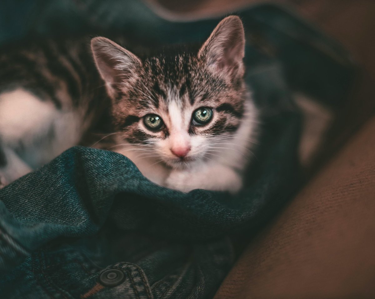 Los gatos no necesitan hacer ruido para conquistar a sus amos.
youtube.com/shorts/Ub5xyxC…