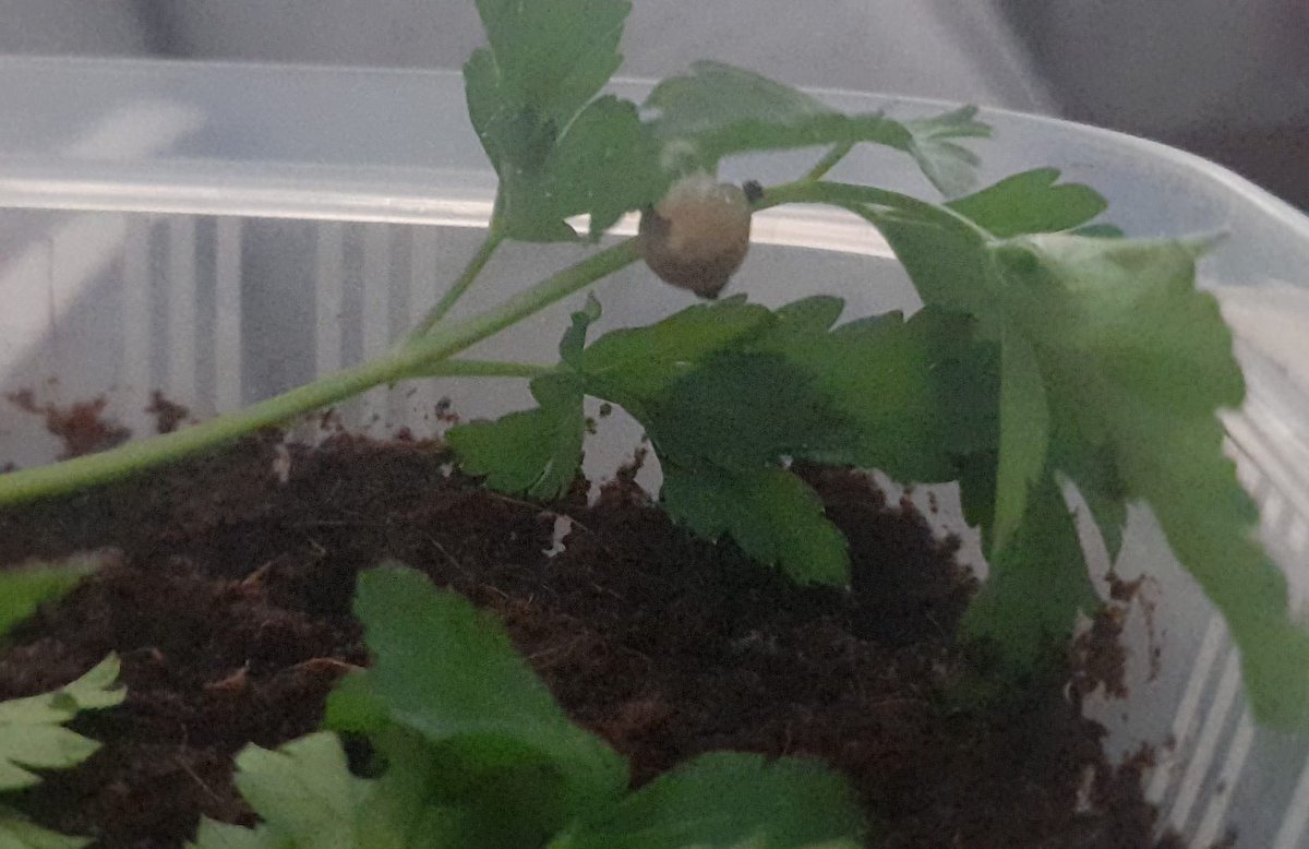 escarsu yeni seyler deniyo