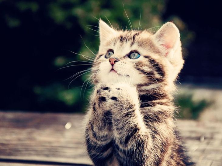 reminder that i have the best strawpage ever

sitioepicodehypercake.straw.page