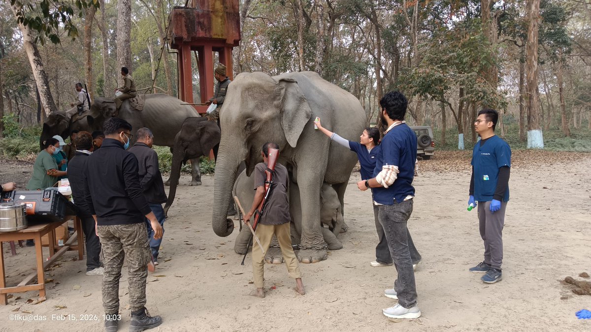 Mangaldoi Wildlife Division tweet media