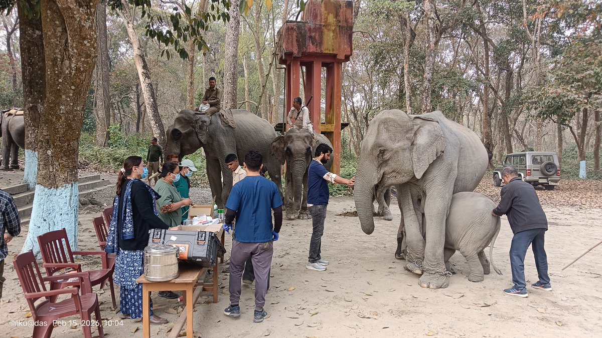 Mangaldoi Wildlife Division tweet media