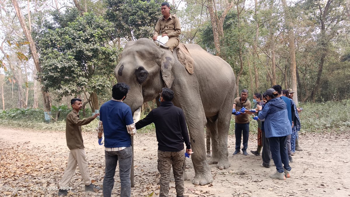 Mangaldoi Wildlife Division tweet media