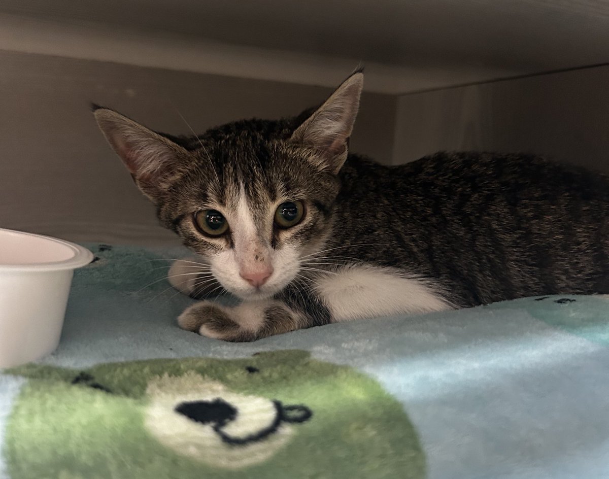 Tengo un mini Larry en adopción ❤️ 
Miren lo lindo que es! Si te interesa conocerlo me escribes 56 998885108