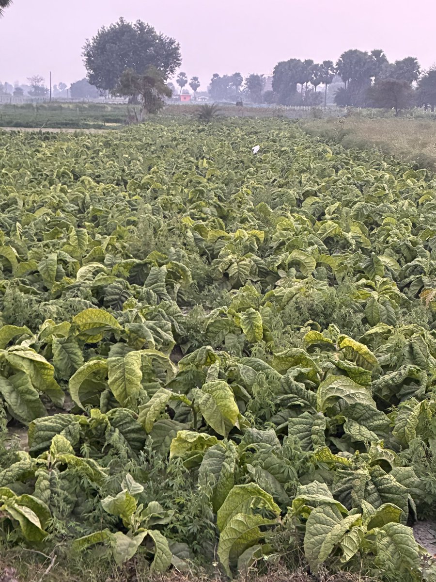 Dr. AMARENDRA tweet media