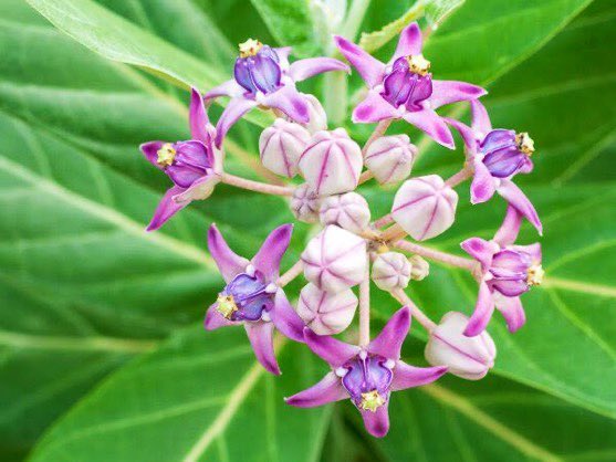 rameshpandeyifs's tweet photo. Bhang leaves (Canabis sativa) Dhatura fruits (Datura stromonium), Bel leaves (Aegel marmelos) and Madar flowers (Calatropis procera) are offered to Lord Shiva on Mahashivratri. We used to go and collect them for offerings in our childhood days. https://t.co/thl32rmbpw