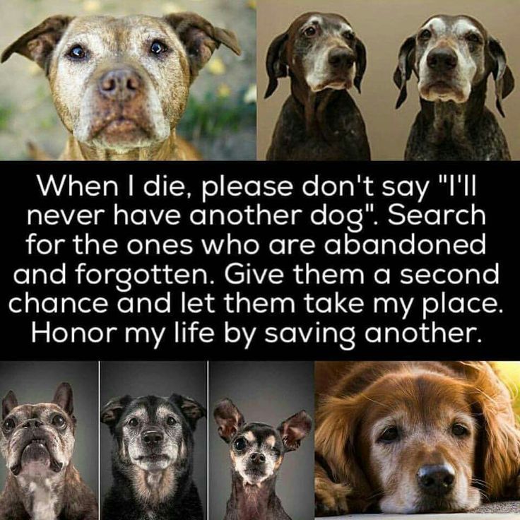 Dog Lovers tweet media