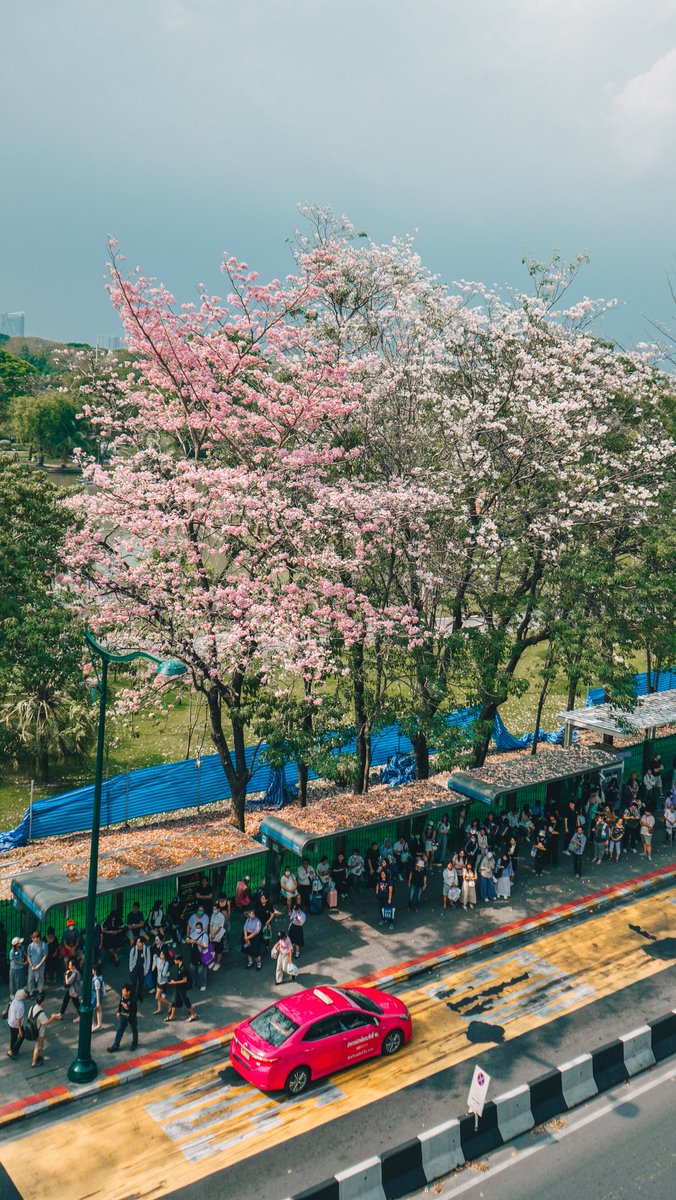 ChompooPantip
in Chatuchak Park
เสาร์นี้มีแต่สีชมพู 🩷🩷🩷
#photograph