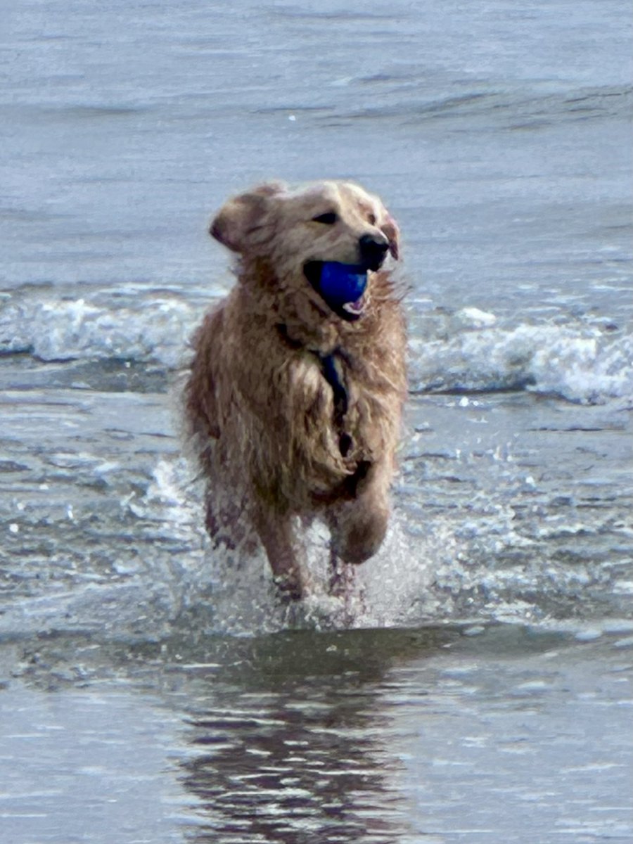 Logan & Shadow😇the Goldens tweet media