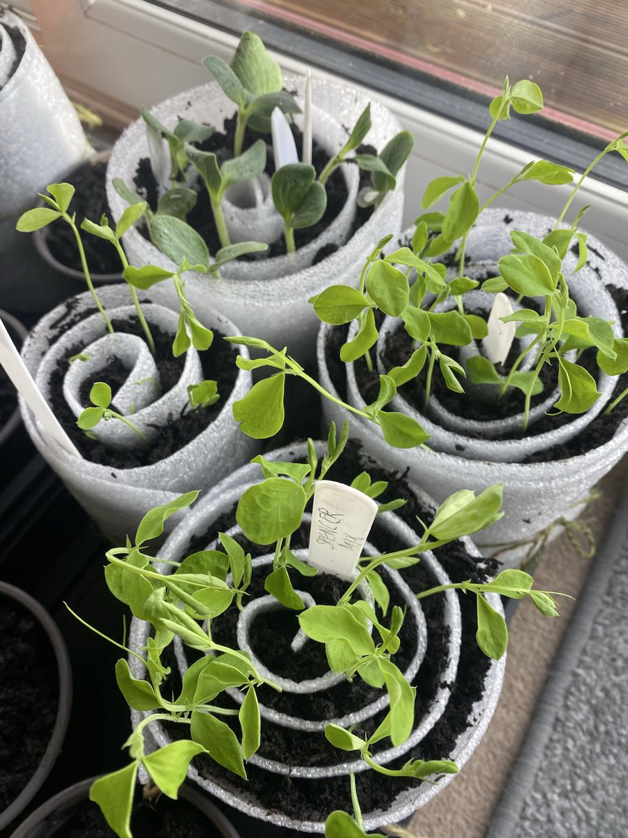 Sue Mayor tweet media